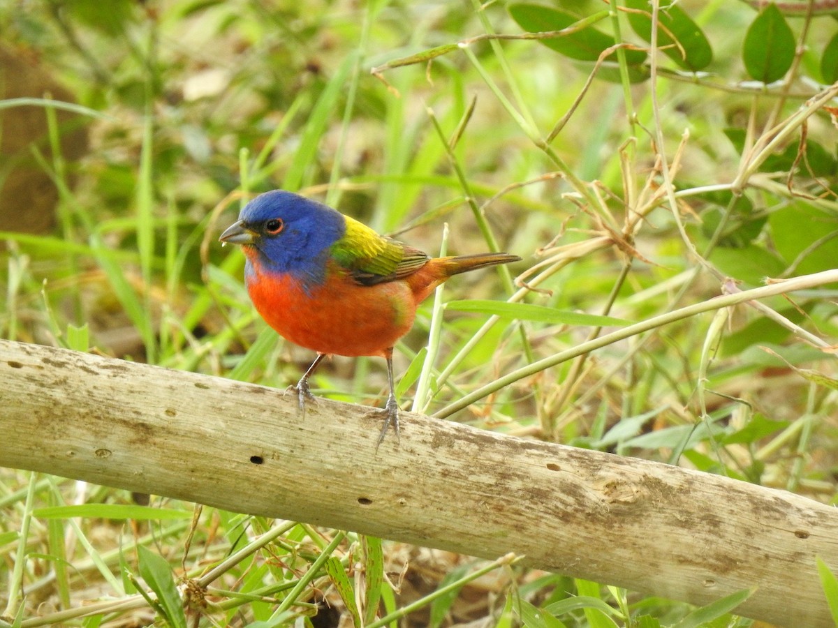 Painted Bunting - ML321191701