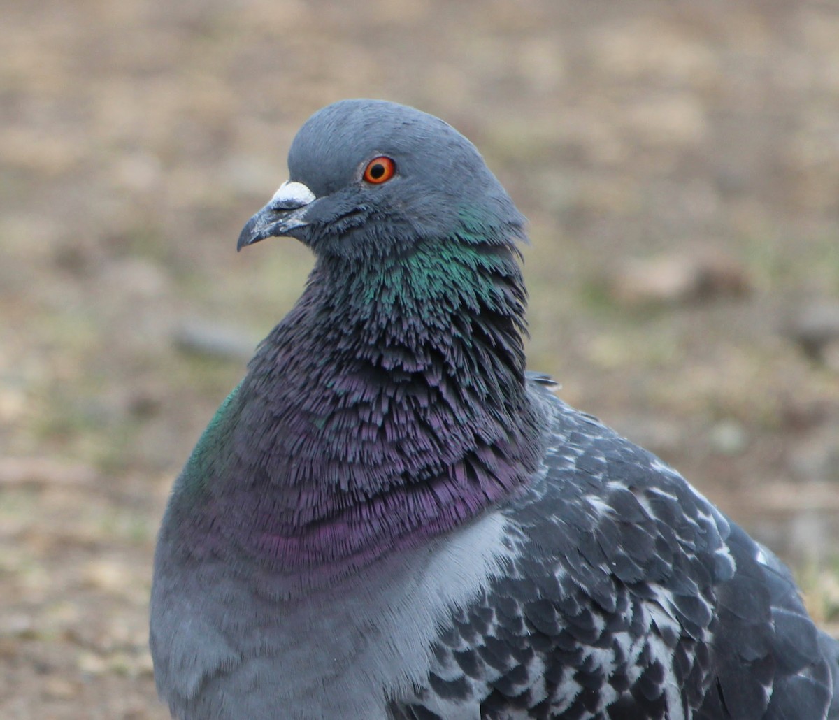 Rock Pigeon (Feral Pigeon) - ML321195311