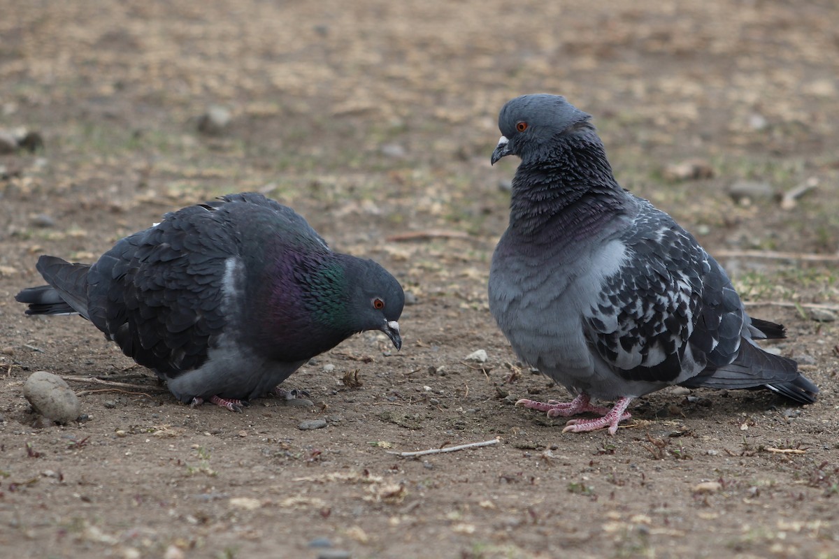 Rock Pigeon (Feral Pigeon) - ML321195321