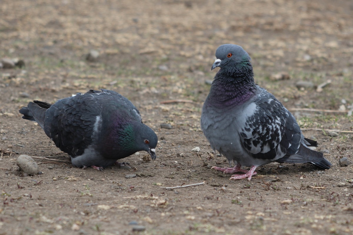 Rock Pigeon (Feral Pigeon) - ML321195331