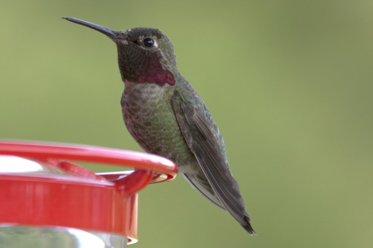 Anna's Hummingbird - ML321196161