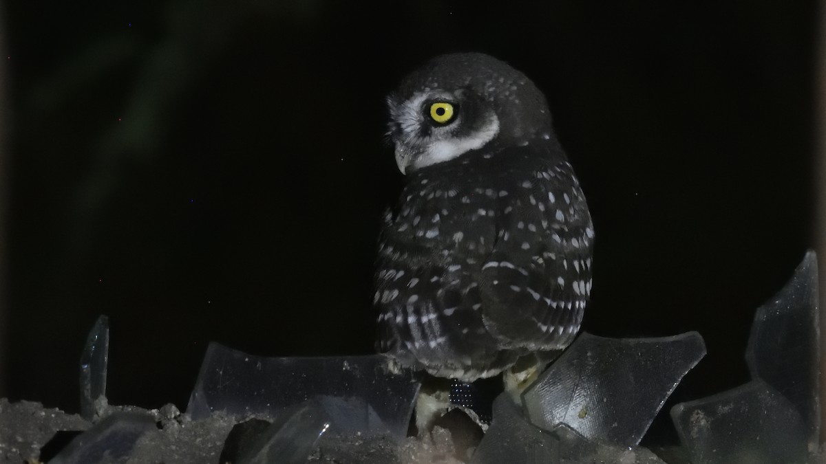 Spotted Owlet - ML321198601