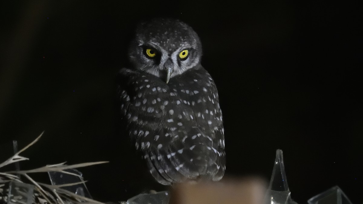Spotted Owlet - Mallika Rajasekaran