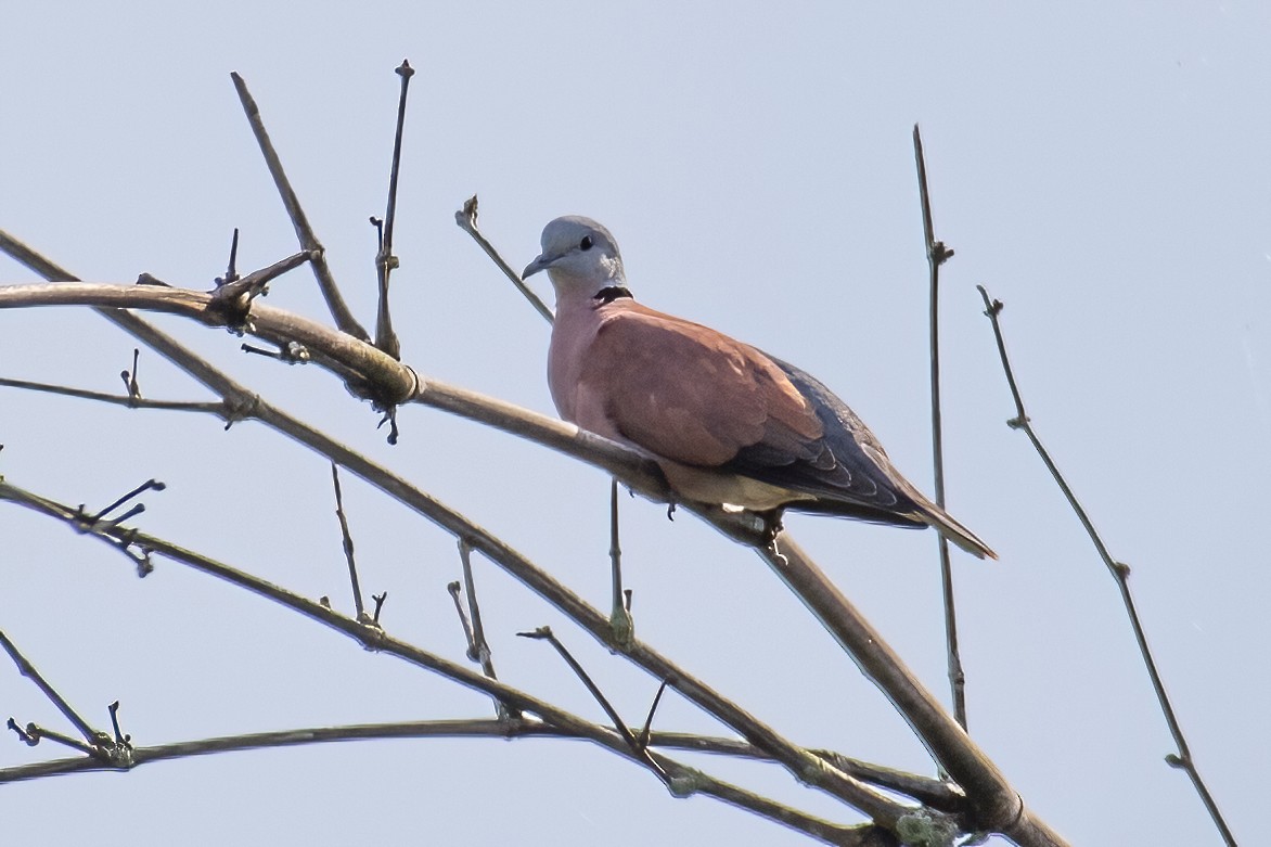 Red Collared-Dove - ML321203681