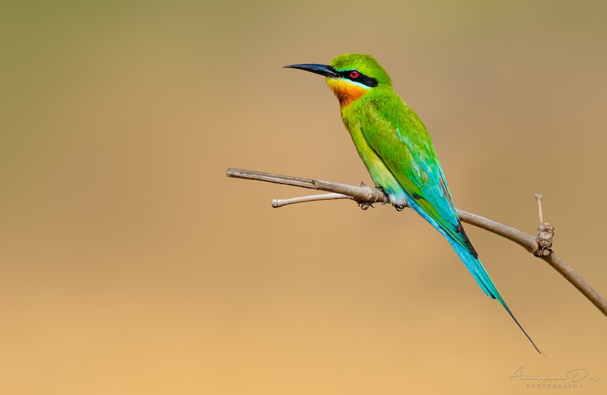 Blue-tailed Bee-eater - ML321203781