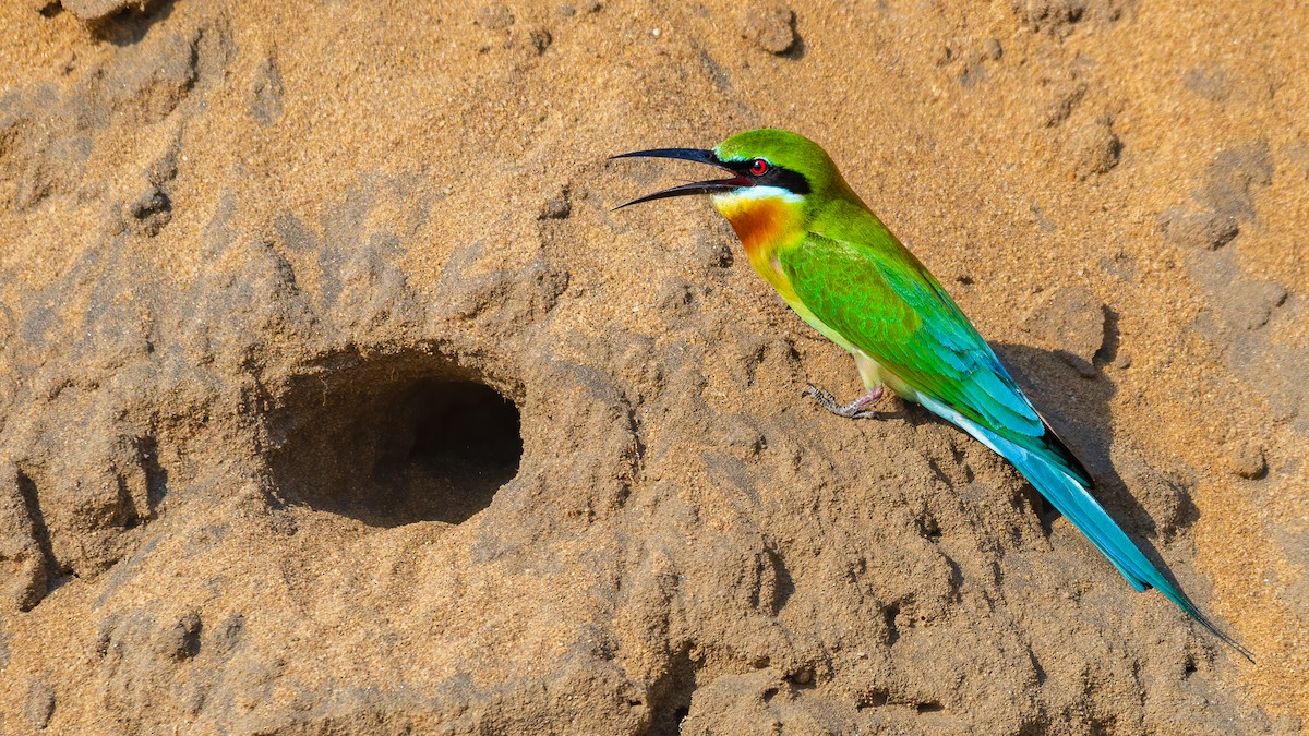 Blue-tailed Bee-eater - Abhishek Das