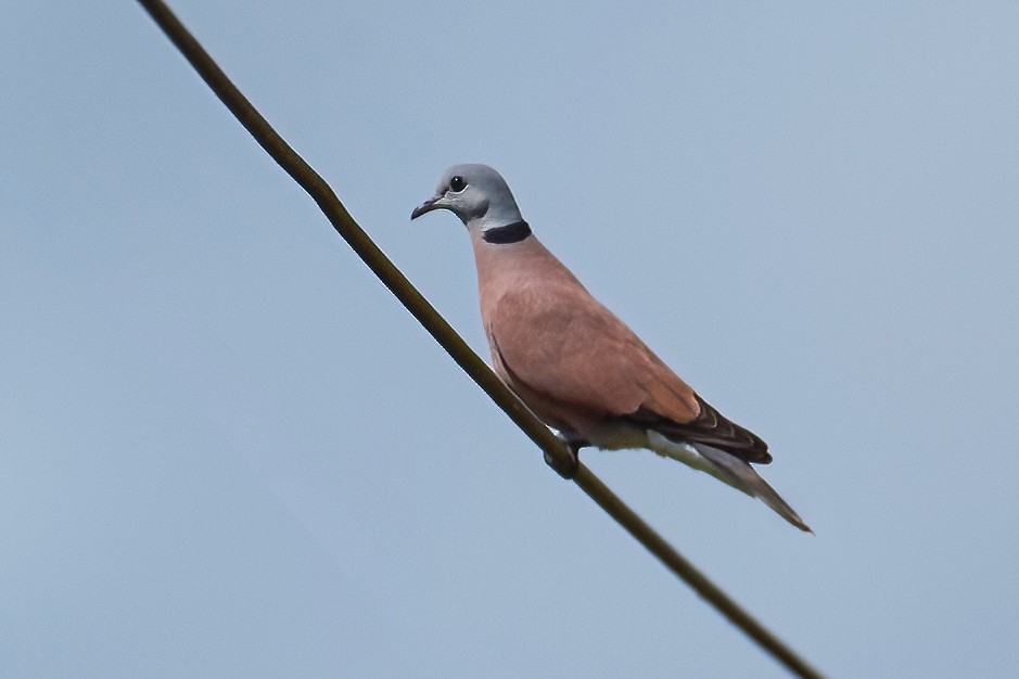 Red Collared-Dove - ML321204321
