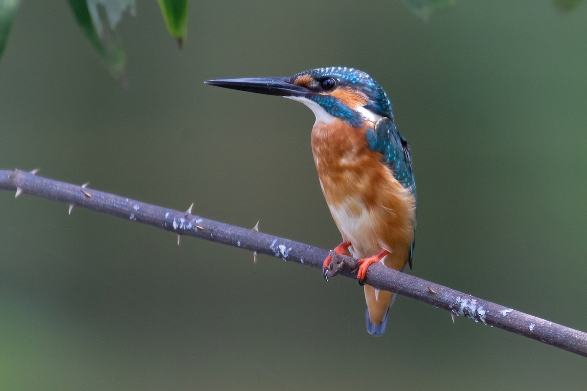 Common Kingfisher - Ngoc Sam Thuong Dang