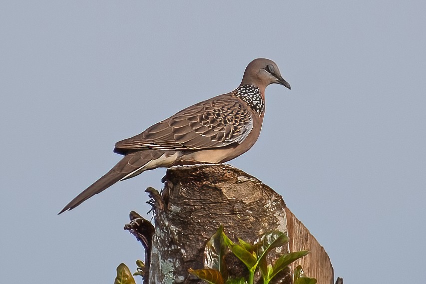 Spotted Dove - ML321206031