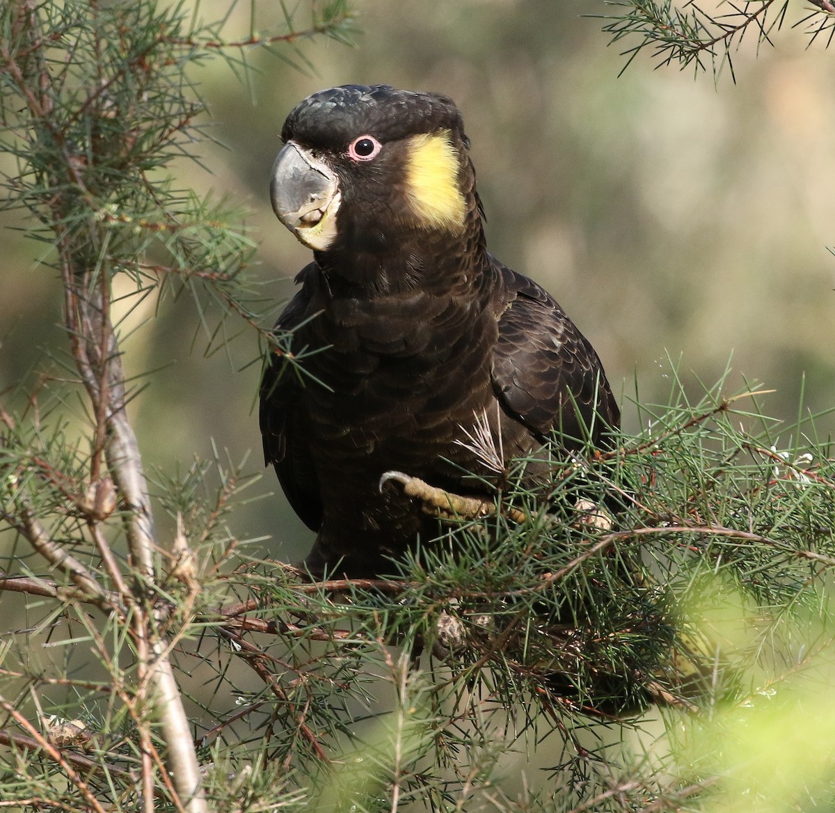 Yellow-tailed Black-Cockatoo - David Ongley