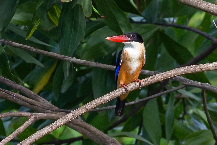 Black-capped Kingfisher - Ngoc Sam Thuong Dang