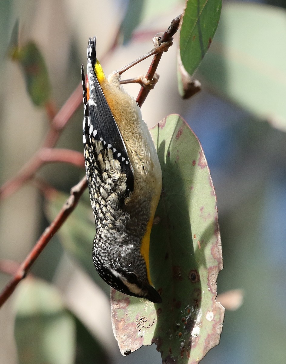 Spotted Pardalote - ML32120661
