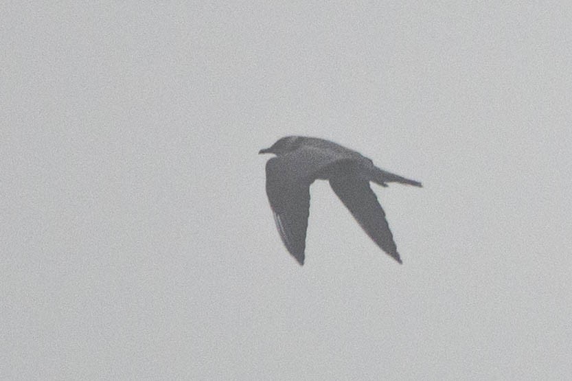 Long-tailed Jaeger - ML321207931