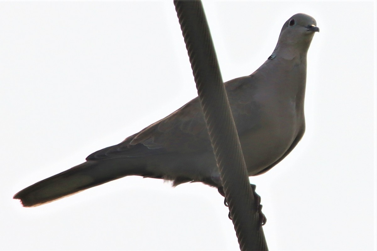 Eurasian Collared-Dove - ML321212021