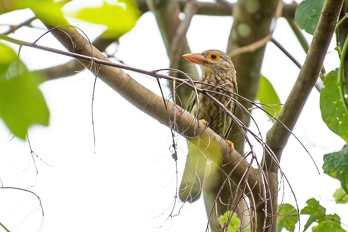 Lineated Barbet - ML321212551