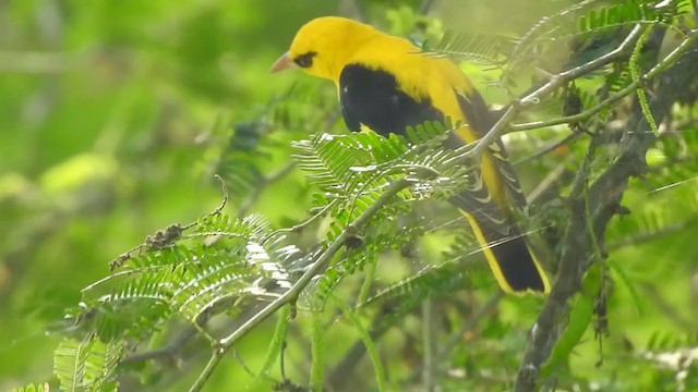 Indian Golden Oriole - ML321216361