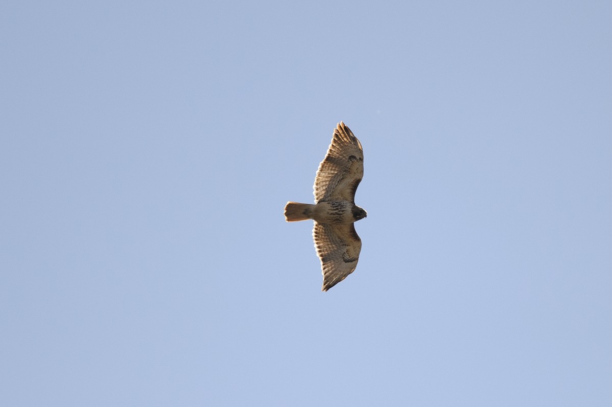 Red-tailed Hawk - ML321222991