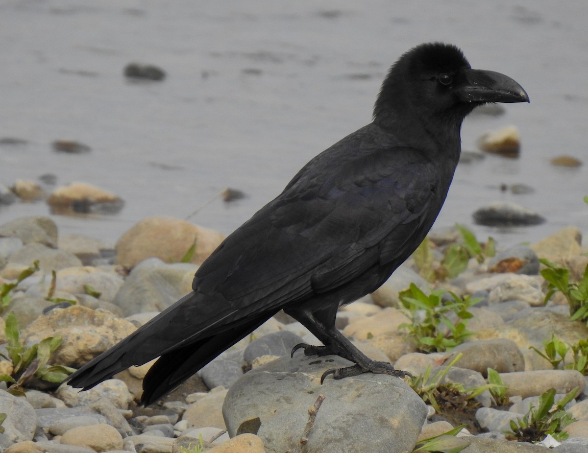 Large-billed Crow - ML321223111