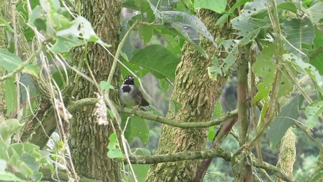 White-eared Ground-Sparrow - ML321223781