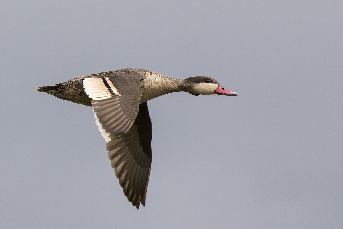 Red-billed Duck - Niall D Perrins