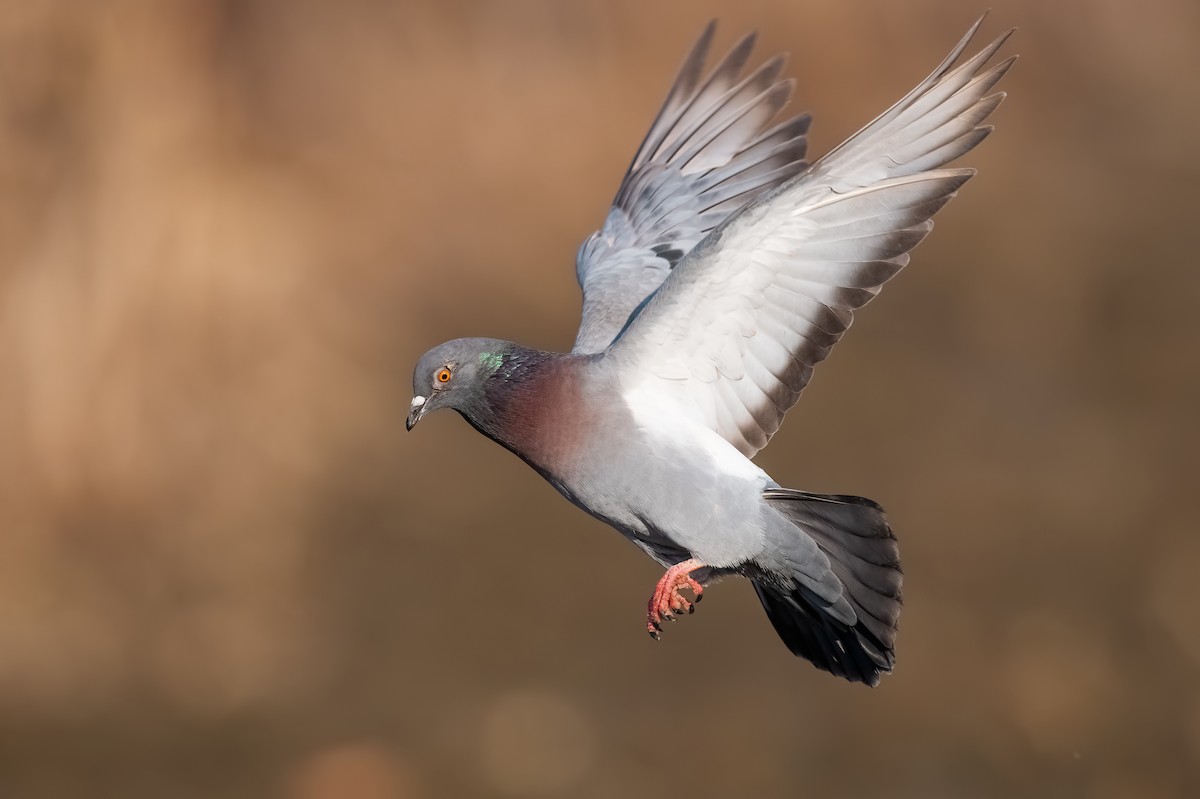 Rock Pigeon (Feral Pigeon) - Mario Vigo