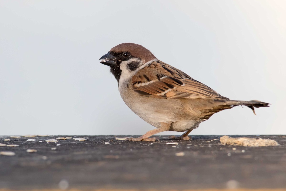 Eurasian Tree Sparrow - Andrew Allen