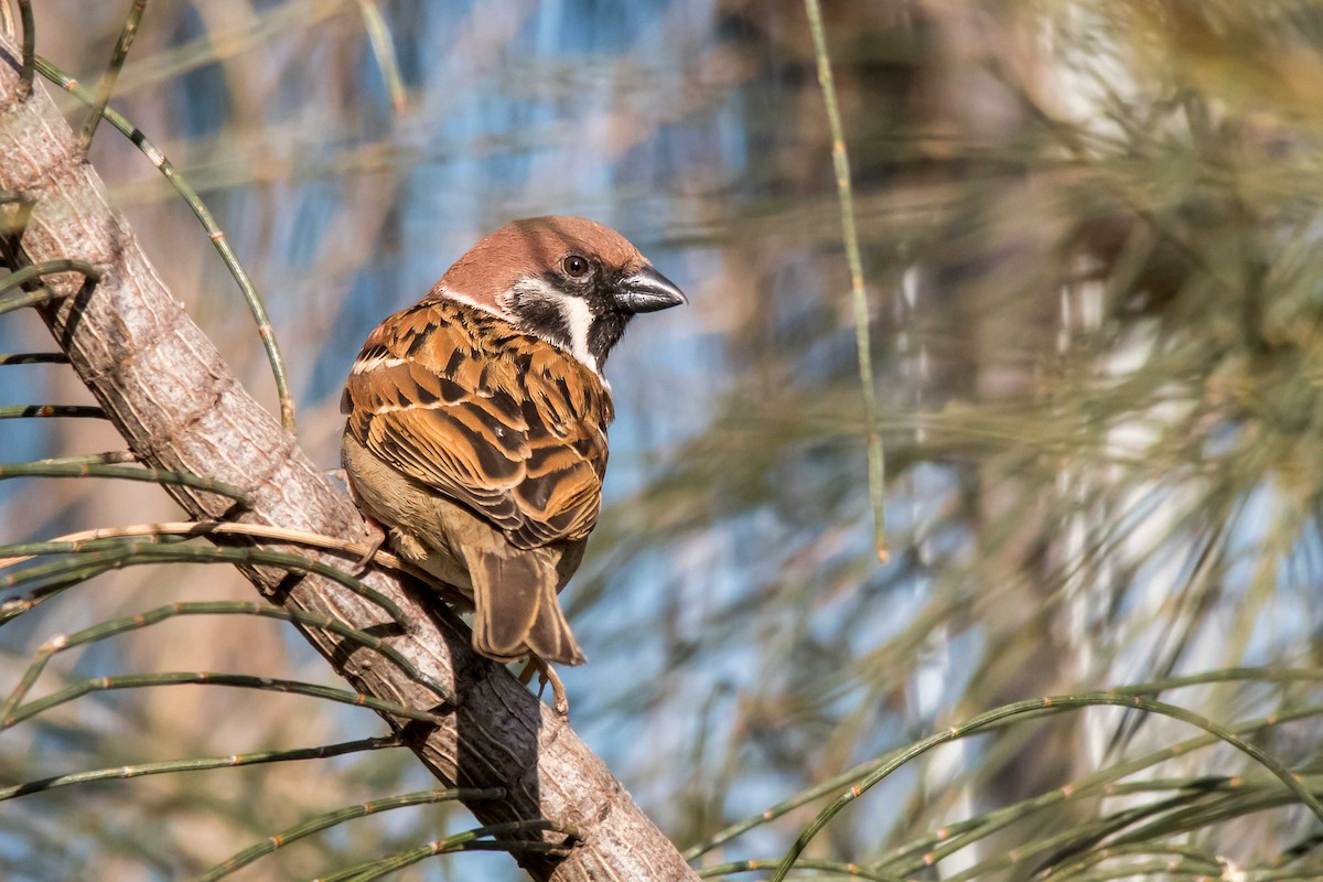 Eurasian Tree Sparrow - ML32123831