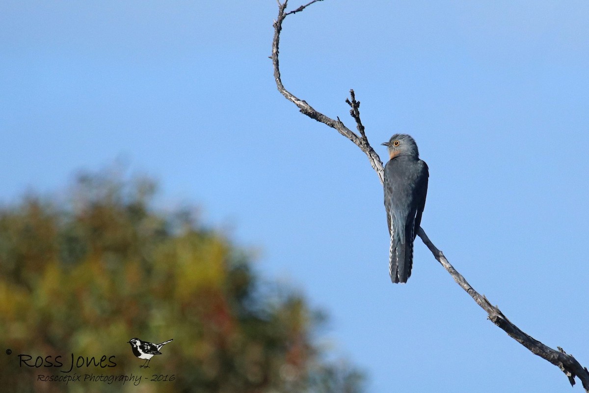 Fan-tailed Cuckoo - Ross Jones