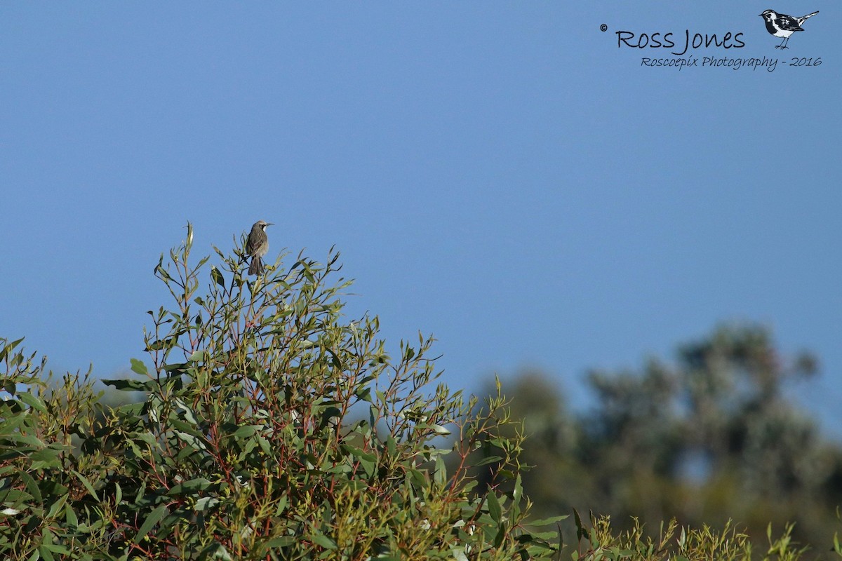Tawny-crowned Honeyeater - Ross Jones