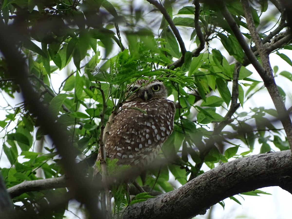Burrowing Owl - Norma Friedrich
