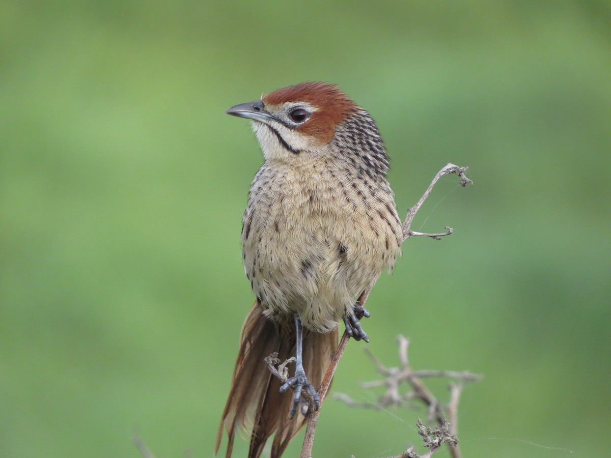 Cape Grassbird - Billi Krochuk