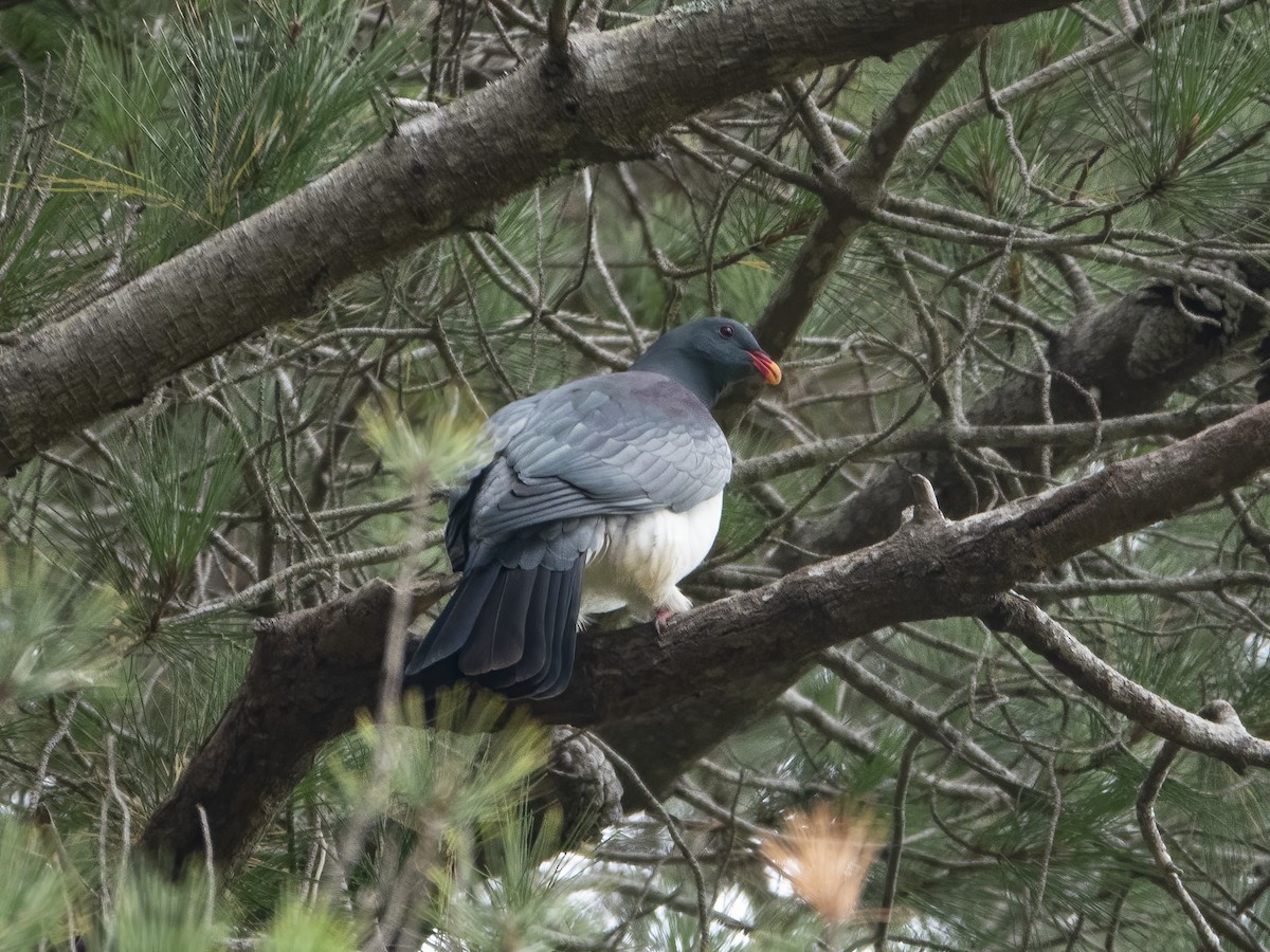 Chatham Island Pigeon - ML321247741