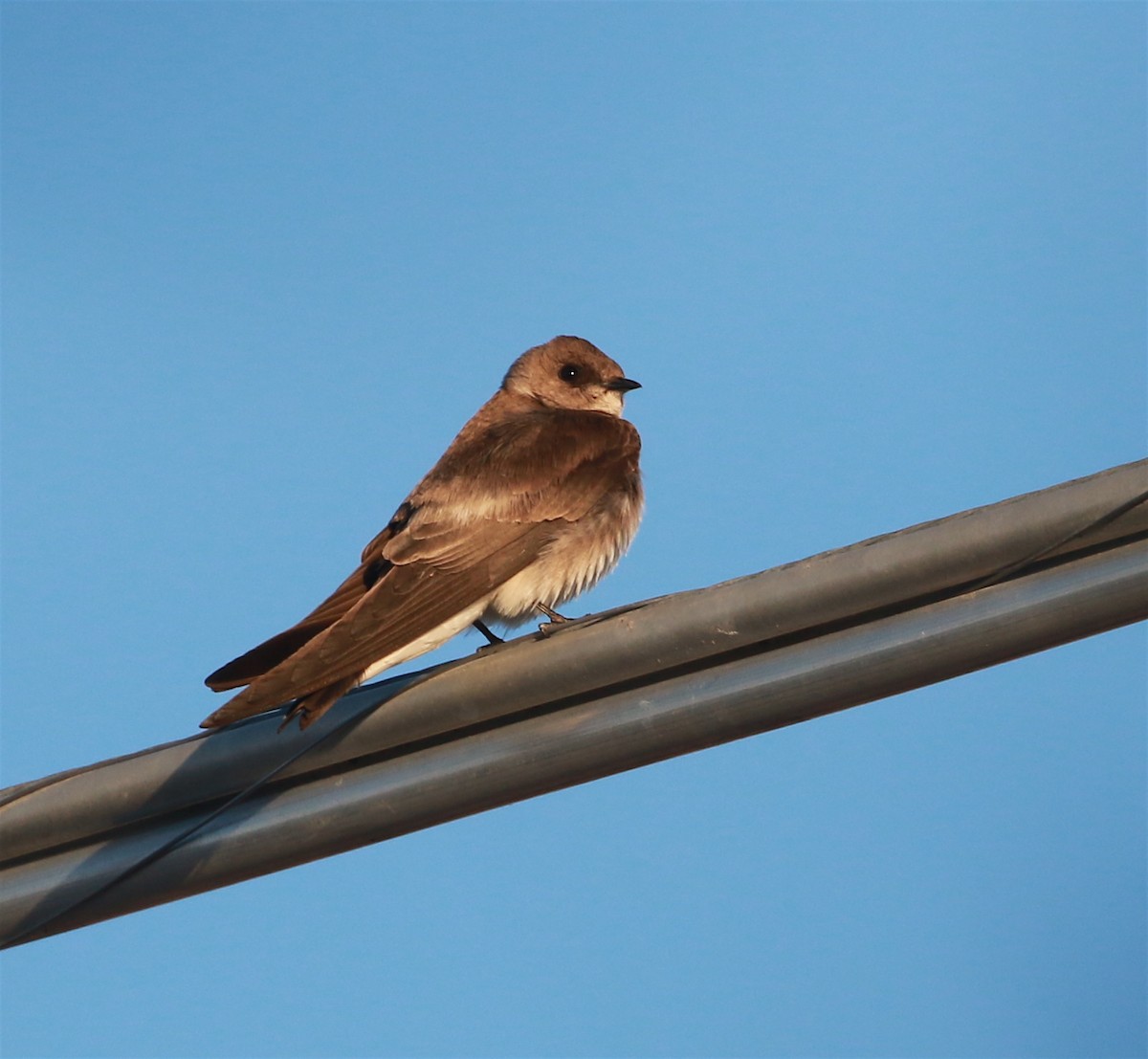 Northern Rough-winged Swallow - David Stejskal