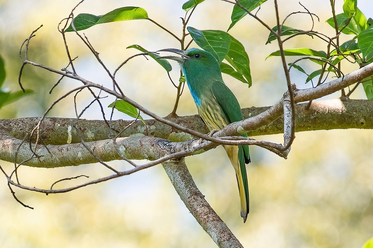 Blue-bearded Bee-eater - Ngoc Sam Thuong Dang