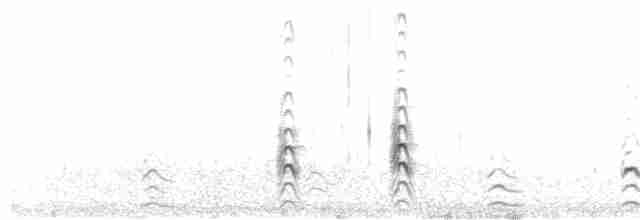 Black-necked Stilt (White-backed) - ML321258571