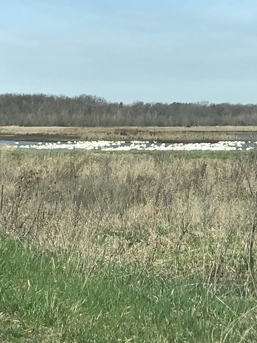 eBird Checklist - 30 Mar 2021 - Goose Pond FWA--GP12 - 7 species