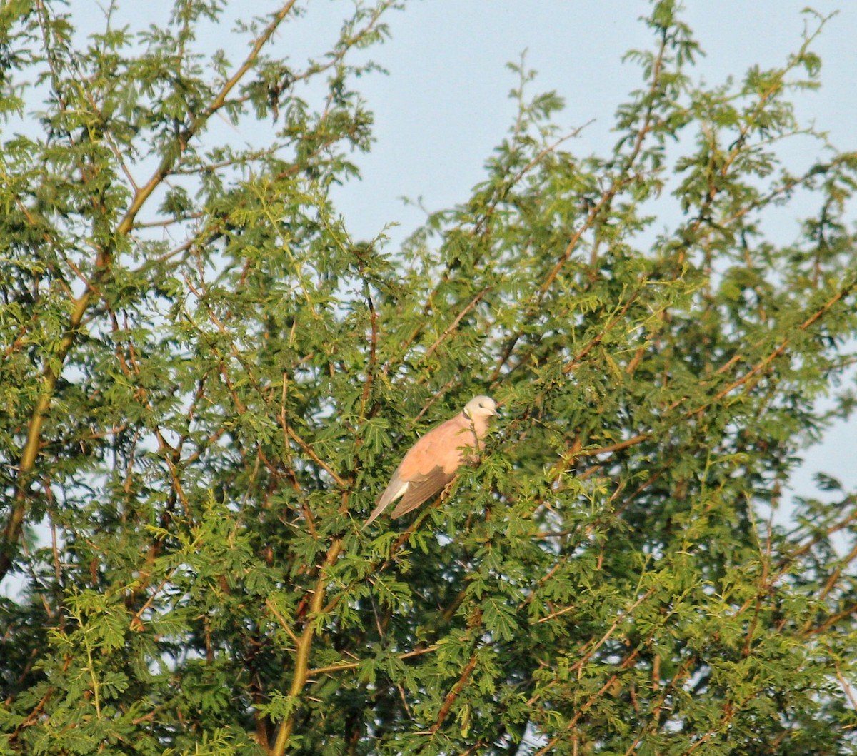 Red Collared-Dove - ML321262161