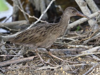 Plain-flanked Rail - eBird