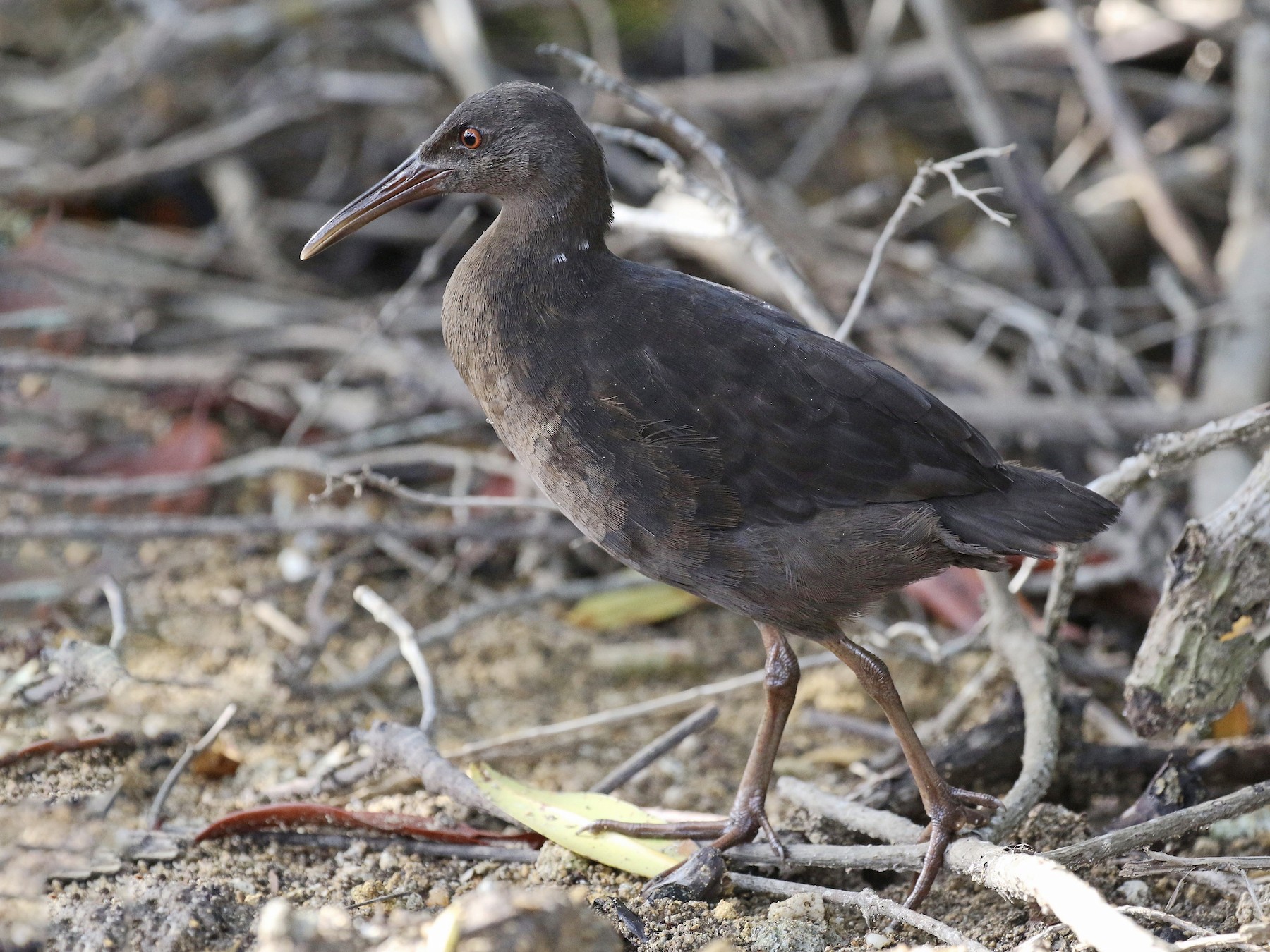Râle de Wetmore - eBird