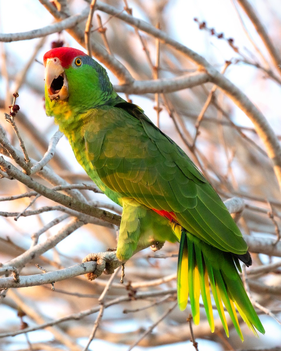 Red-crowned Parrot - ML321273571
