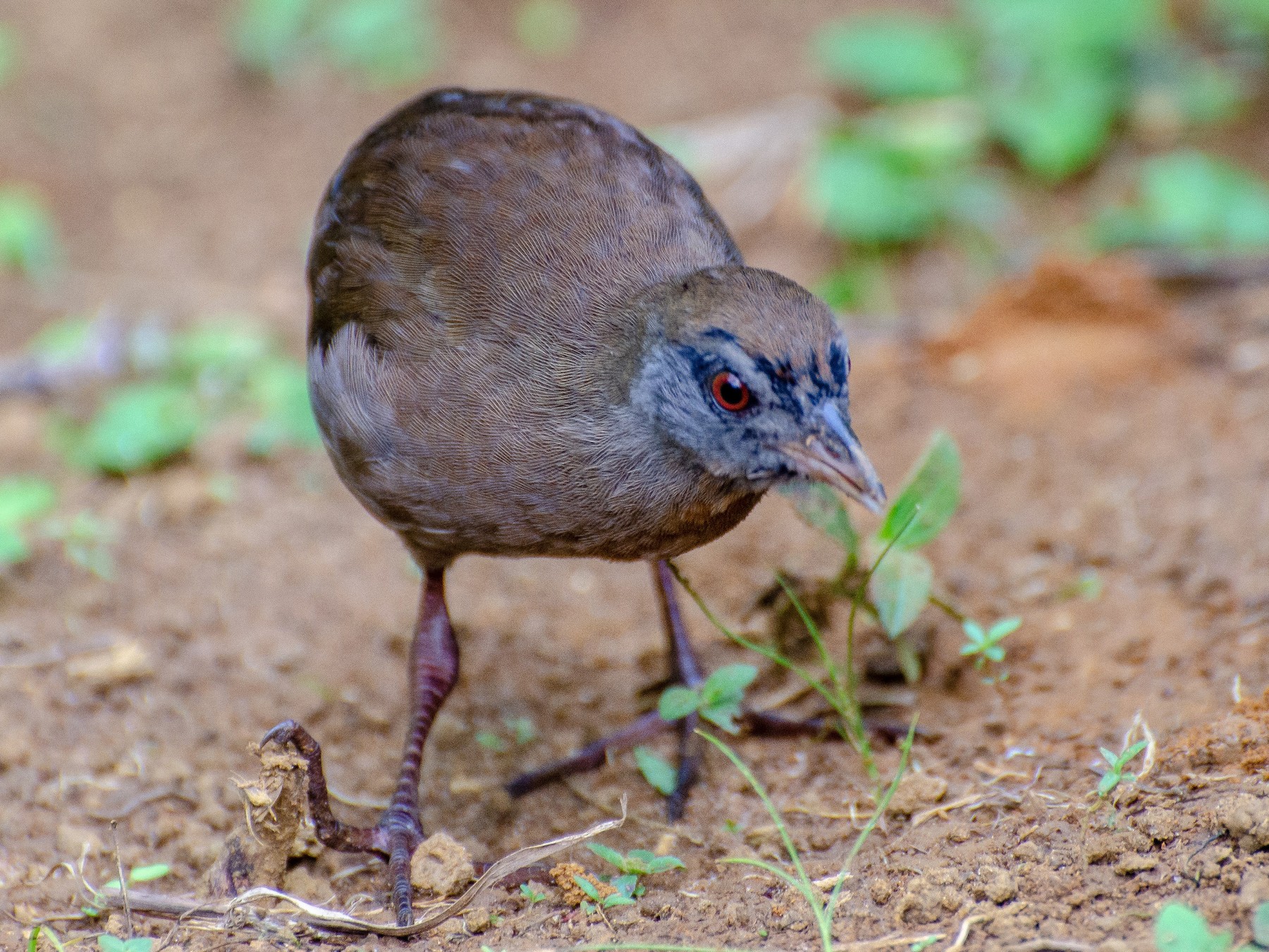 Russet-crowned Crake - Allisson Cafeseiro