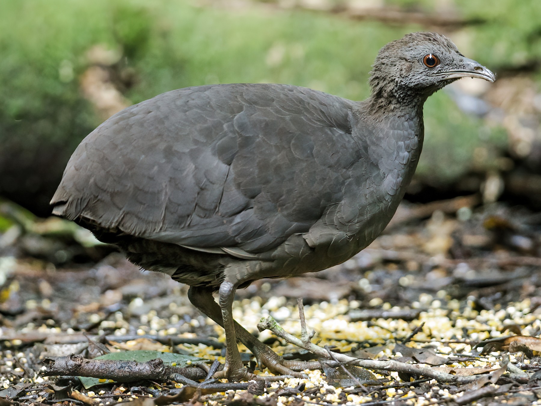 Cinereous Tinamou - Nick Athanas