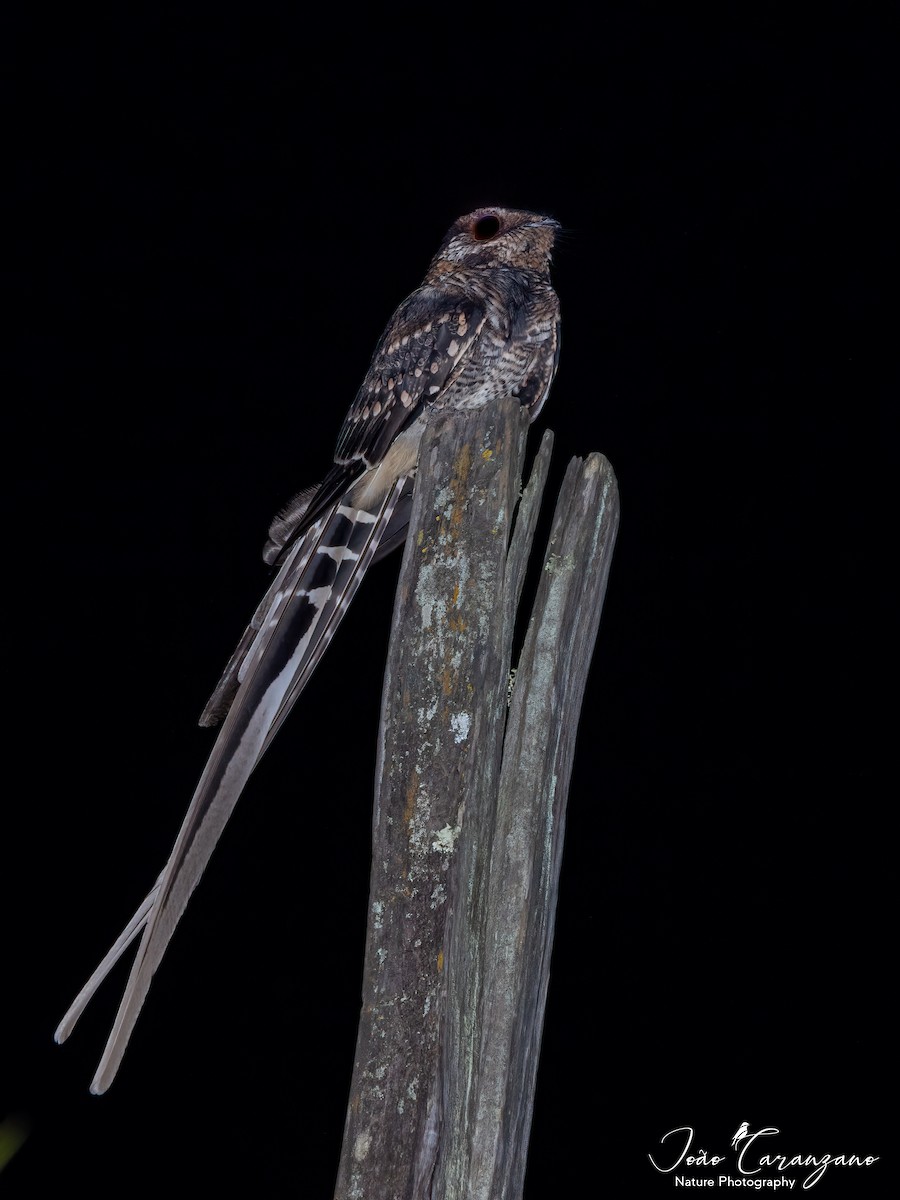 Scissor-tailed Nightjar - ML321276691
