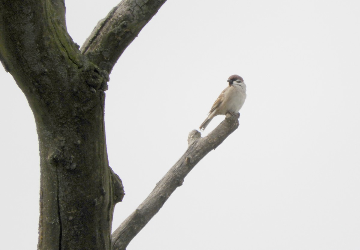 Eurasian Tree Sparrow - ML321276981
