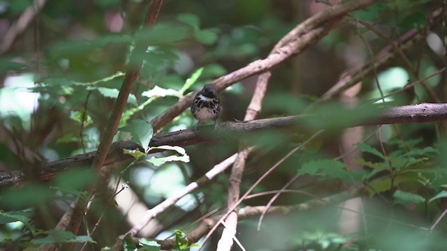Spotted Antbird - ML321287581