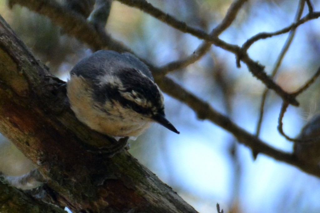 Red-breasted Nuthatch - John Whitehead