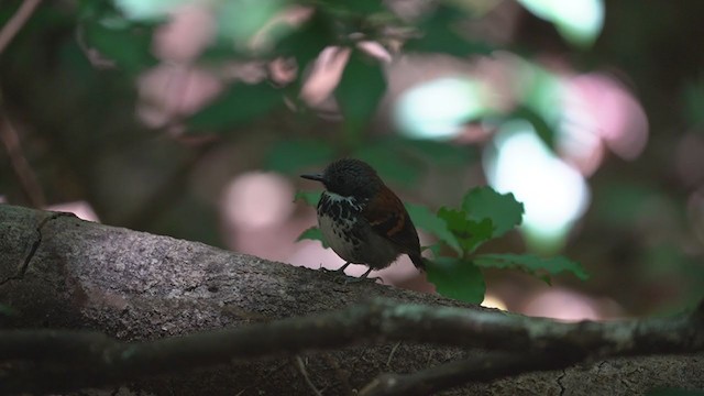 Spotted Antbird - ML321295401