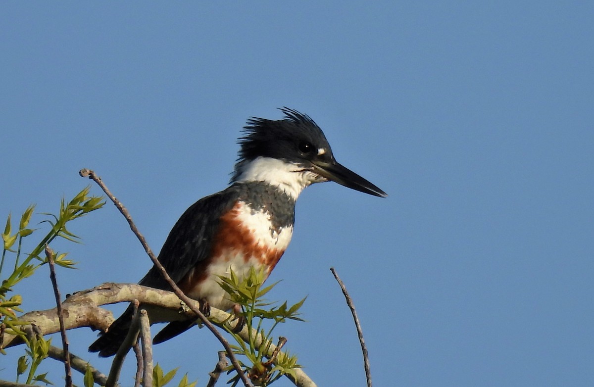 Belted Kingfisher - ML321300031