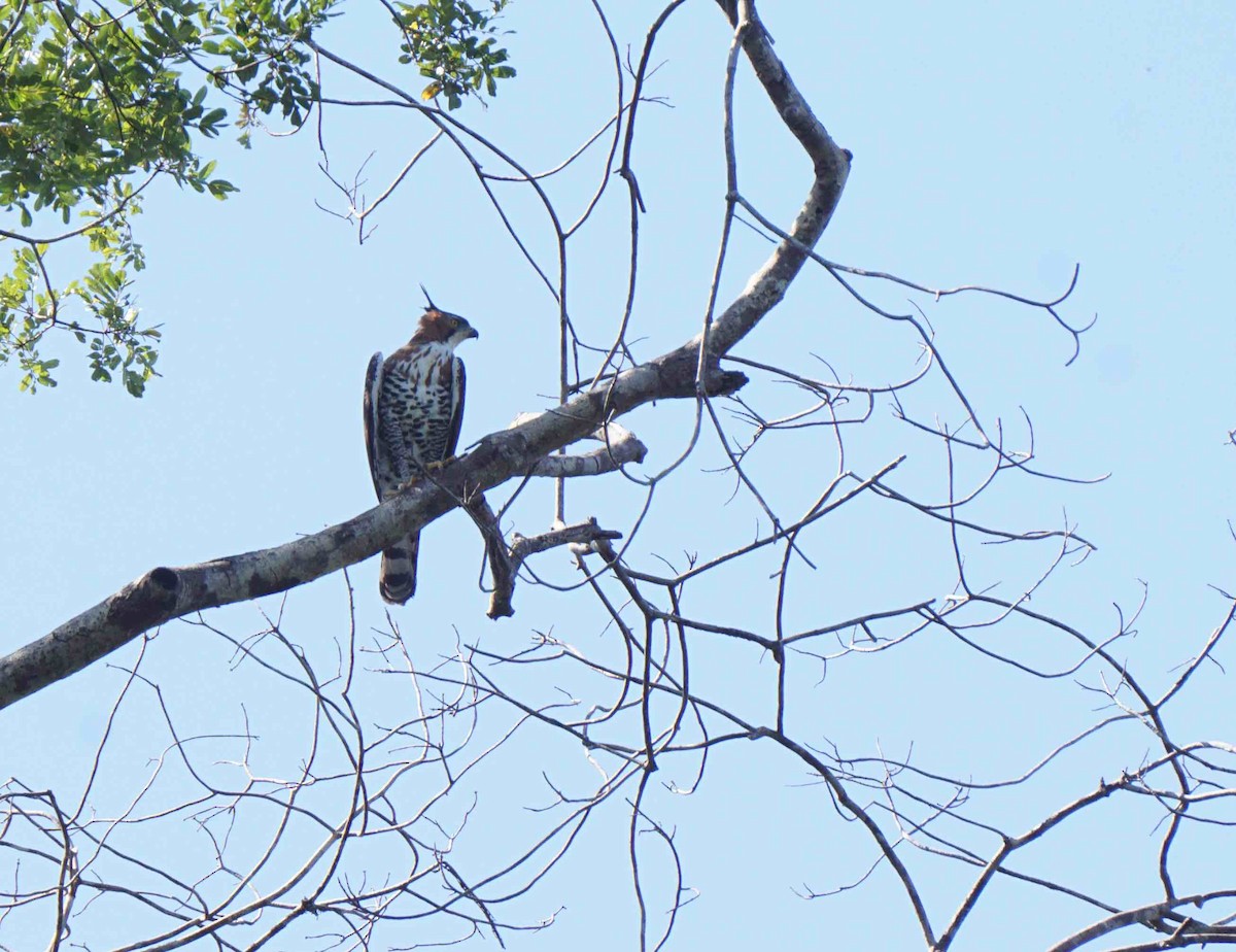 Ornate Hawk-Eagle - Kini Roesler