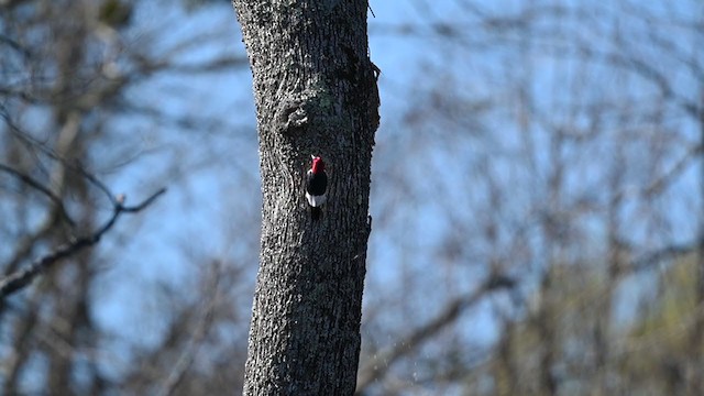 Red-headed Woodpecker - ML321303361